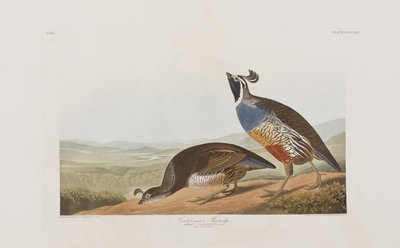 Ilustrace z 