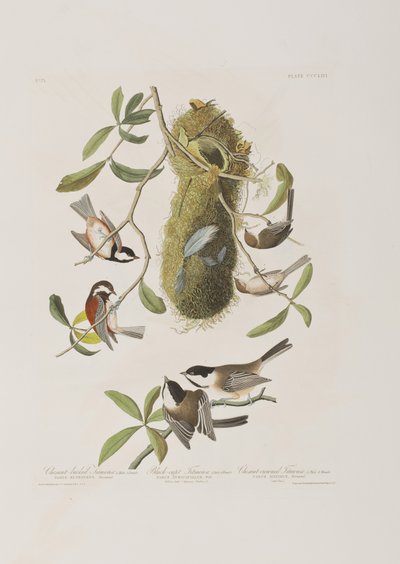 Ilustrace z 