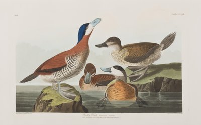 Ilustrace z 