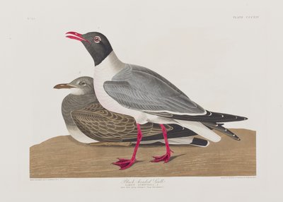 Ilustrace z 