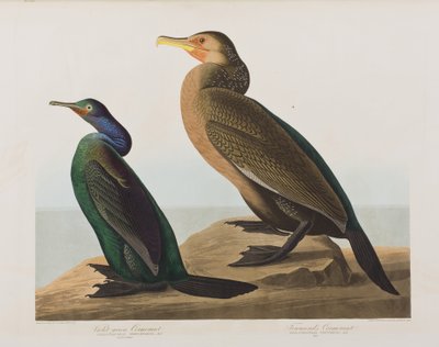 Ilustrace z 