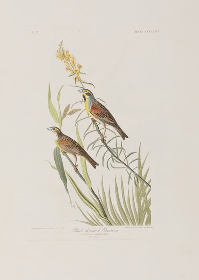 Ilustrace z 