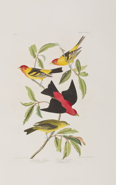 Ilustrace z 