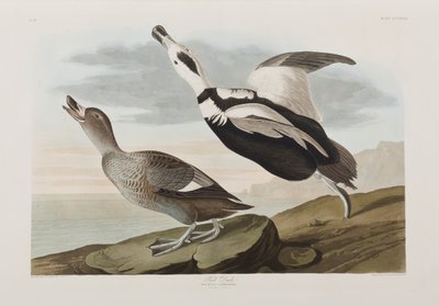 Ilustrace z 