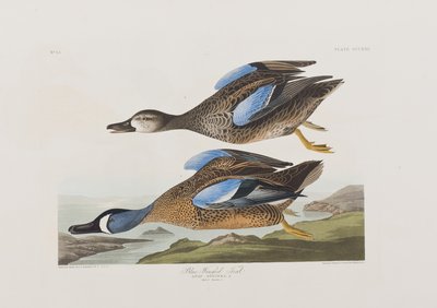 Ilustrace z 