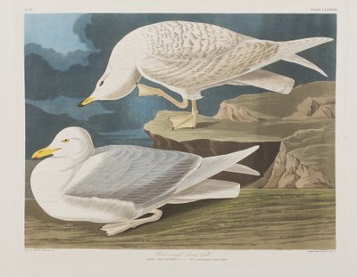 Ilustrace z 