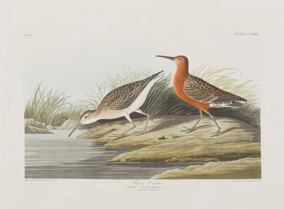 Ilustrace z 