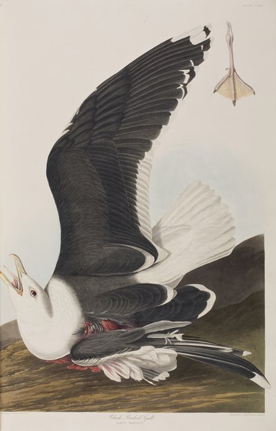 Ilustrace z 