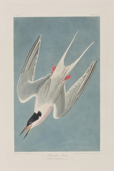 Ilustrace z 