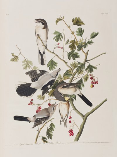 Ilustrace z 