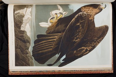 Ilustrace z 