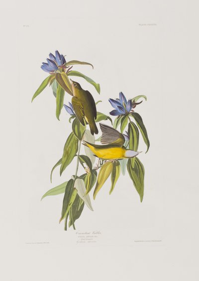 Ilustrace z 
