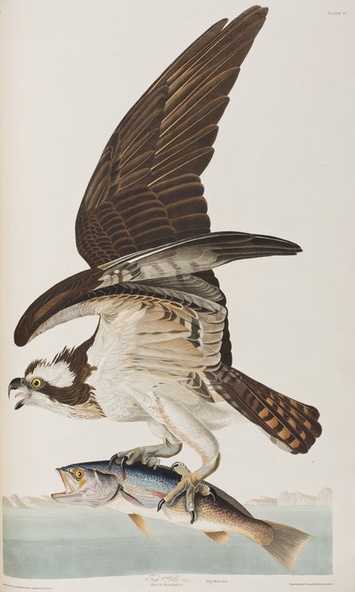 Ilustrace z 