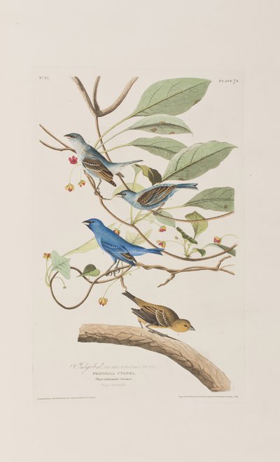 Ilustrace z 
