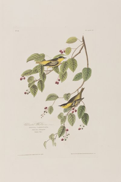 Ilustrace z 