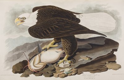 Ilustrace z 