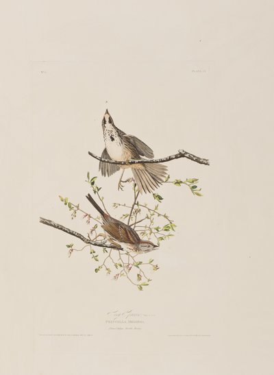 Ilustrace z 