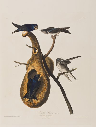 Ilustrace z 