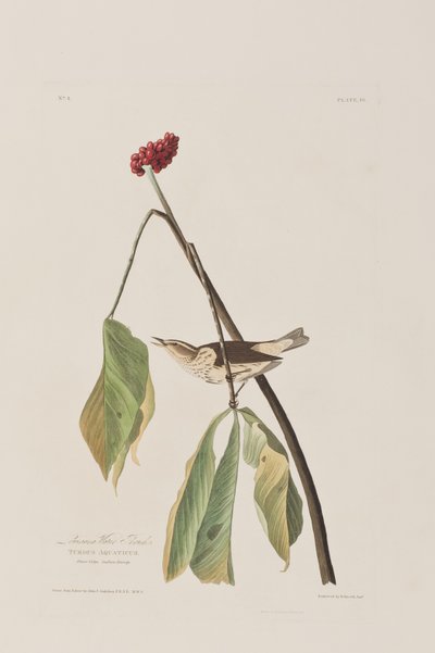 Ilustrace z 