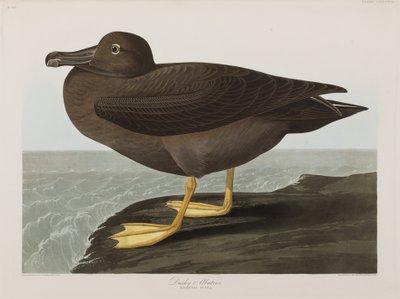 Ilustrace z 