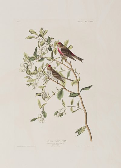 Ilustrace z 
