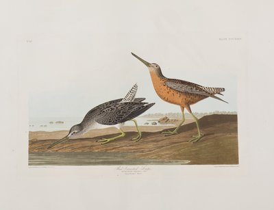 Ilustrace z 