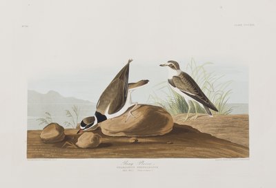 Ilustrace z 