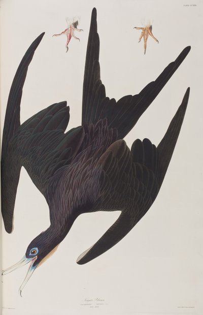 Ilustrace z 