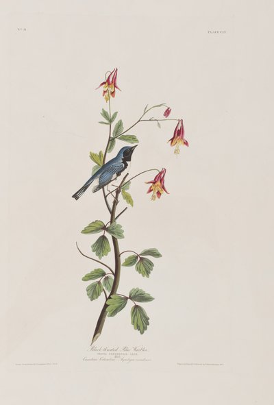 Ilustrace z 