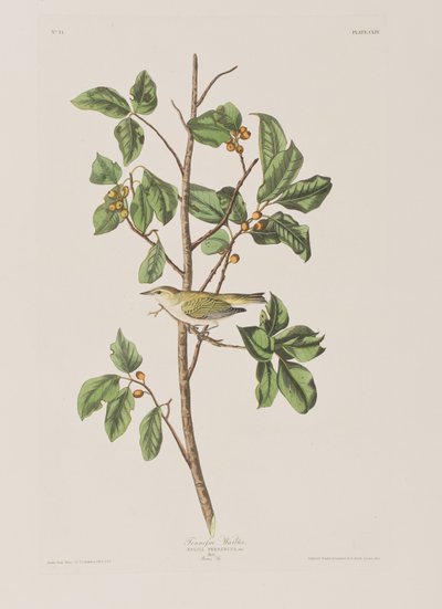 Ilustrace z 
