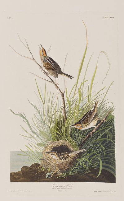 Ilustrace z 