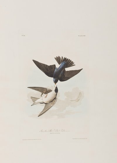 Ilustrace z 