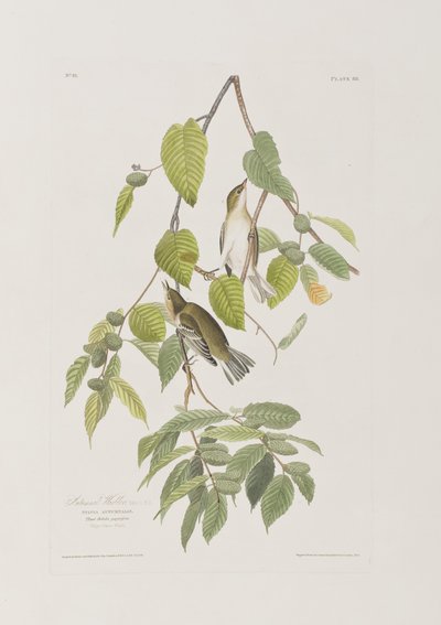 Ilustrace z 