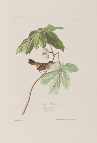 Ilustrace z 