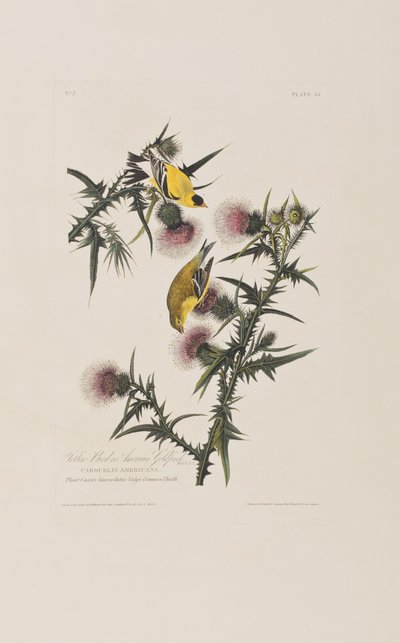 Ilustrace z 