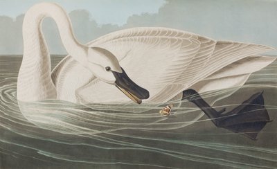 Ilustrace z 