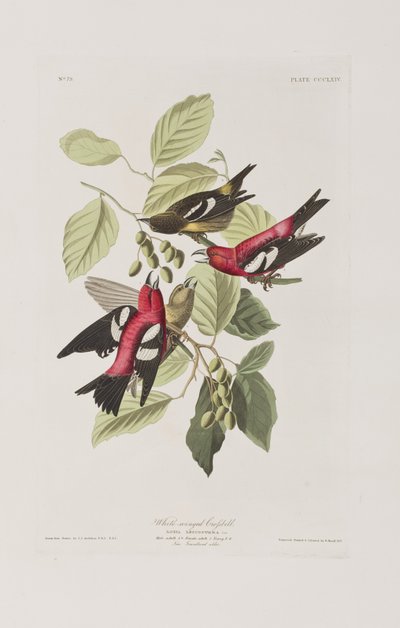 Ilustrace z 