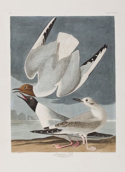 Ilustrace z 