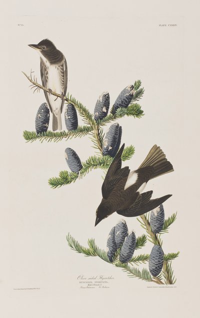 Ilustrace z 