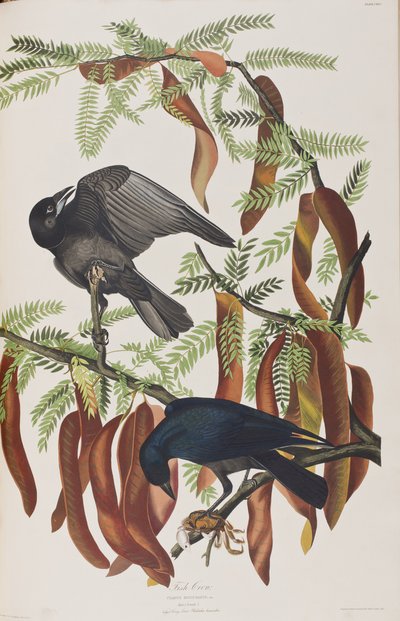 Ilustrace z 