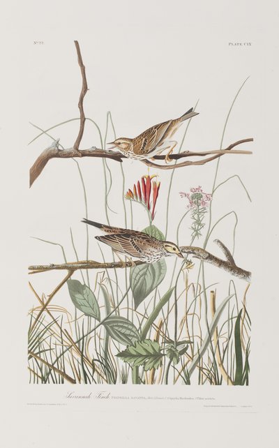 Ilustrace z 