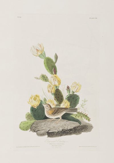 Ilustrace z 
