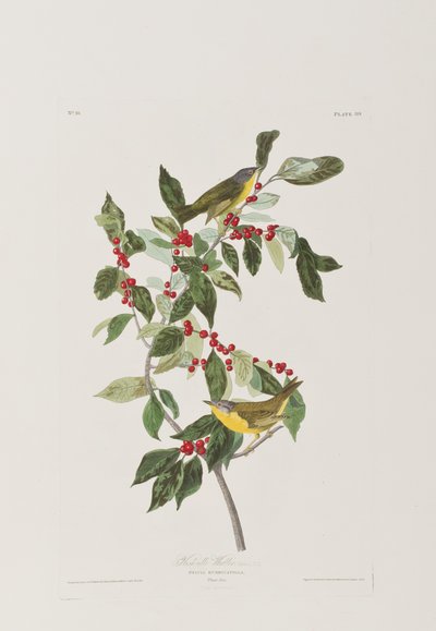 Ilustrace z 