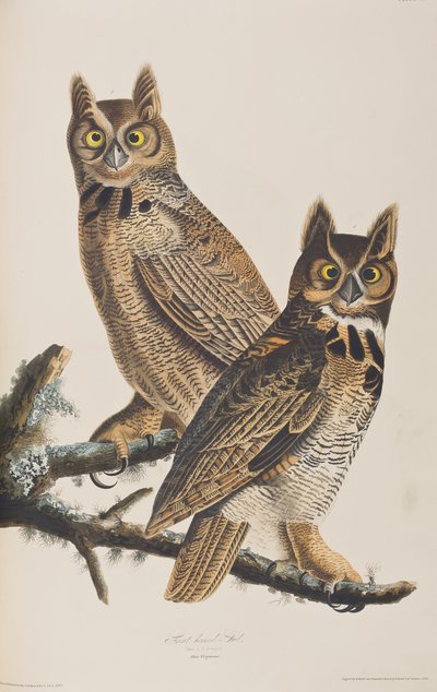Ilustrace z 