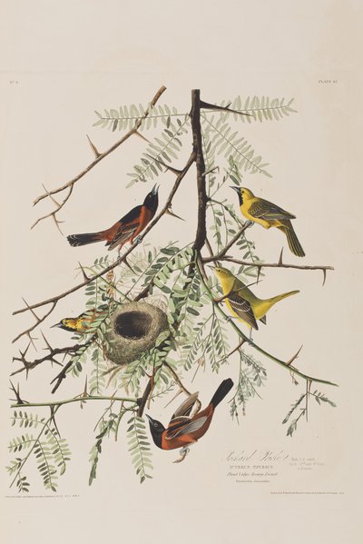 Ilustrace z 
