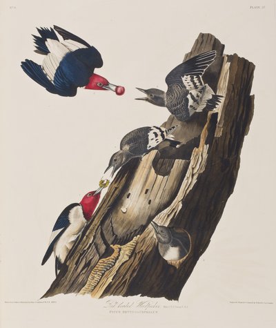 Ilustrace z 