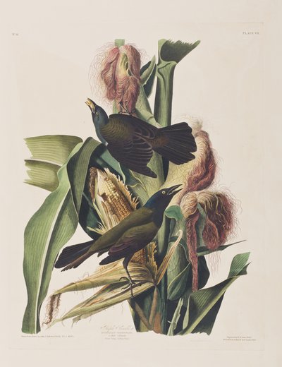 Ilustrace z 