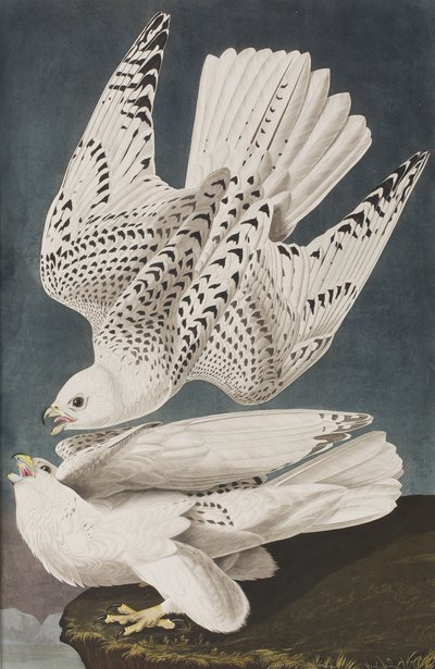 Ilustrace z 