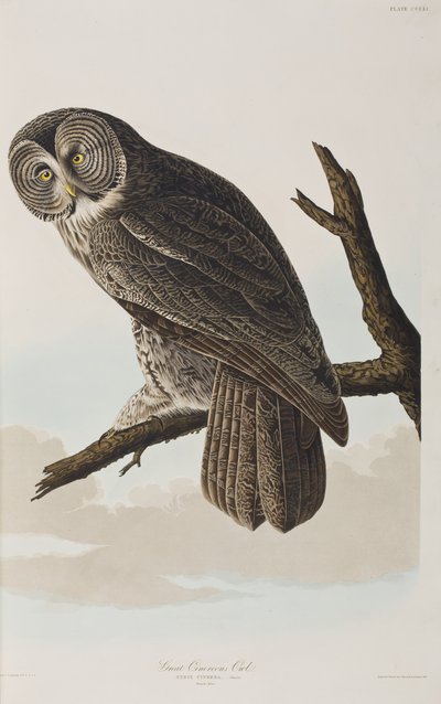 Ilustrace z 