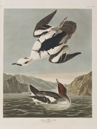 Ilustrace z 